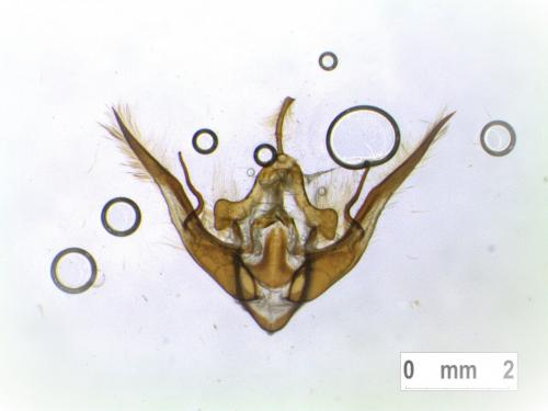 Conistra vaccinii